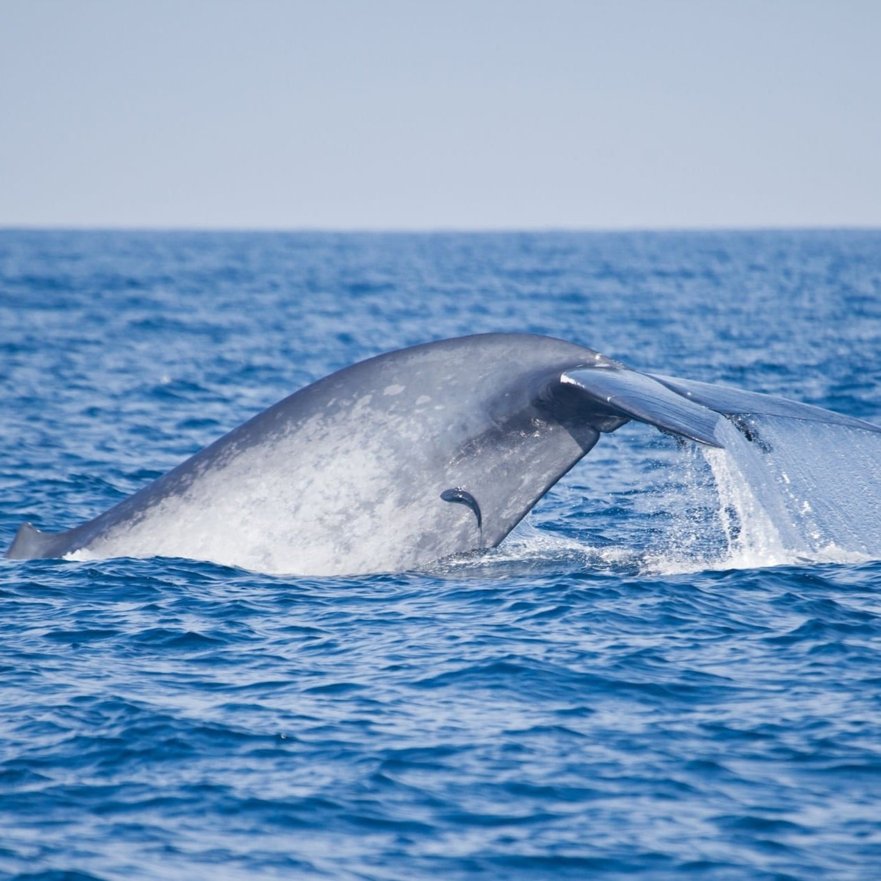 massive whale in mirissa day tour package in sri lanka